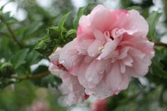 雨に濡れた花