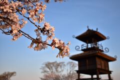 桜と楼閣