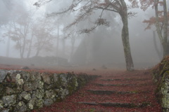 霧の紅葉1