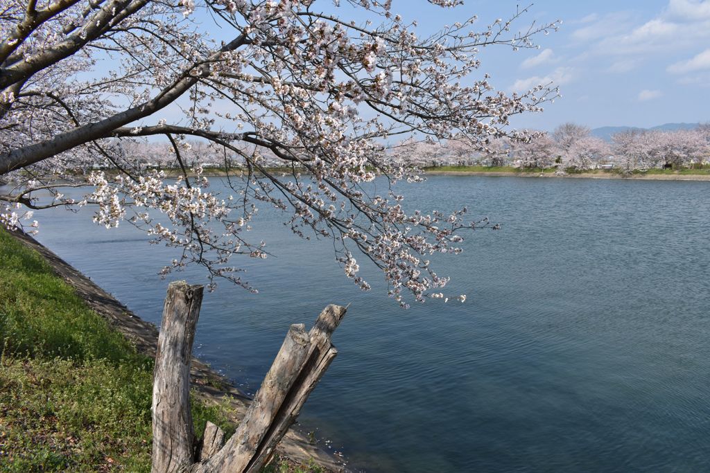 桜咲く2