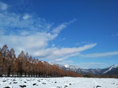 並木の紅葉と雪山