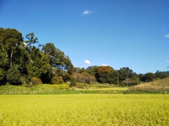 秋の田園