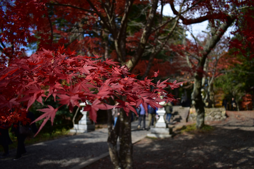 紅葉5