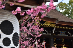 梅と神社