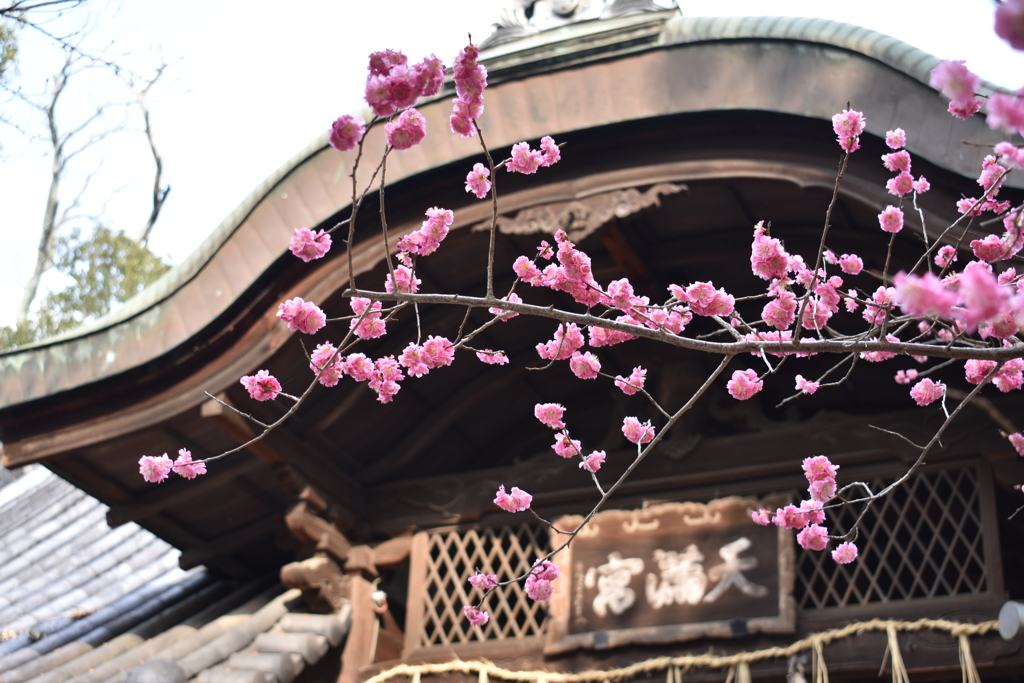 紅梅と神社1