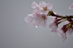 雨の桜