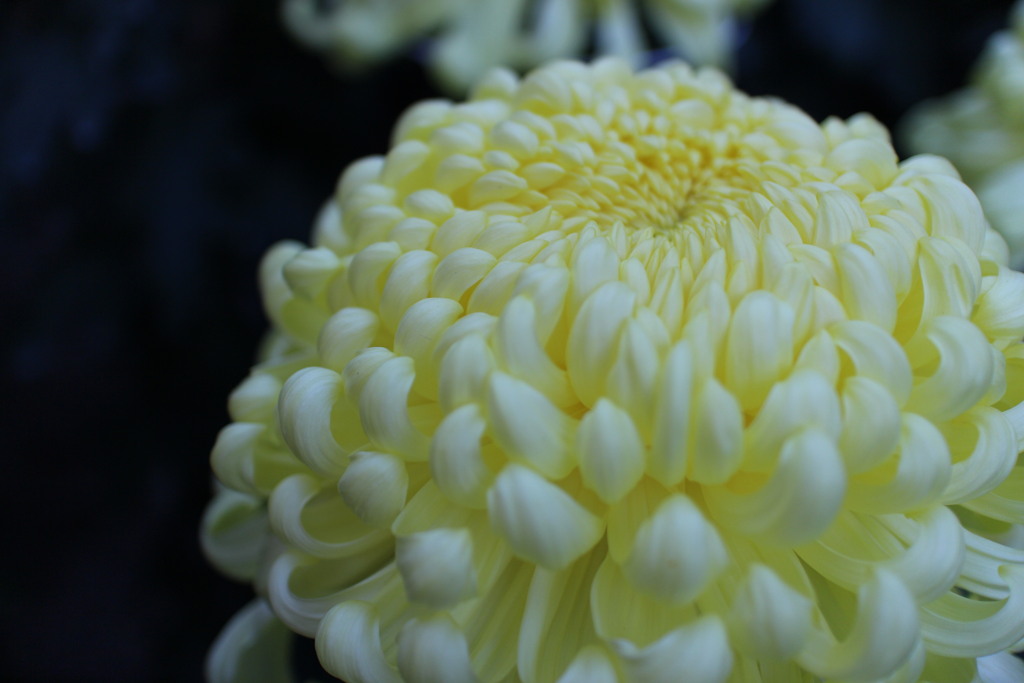 菊