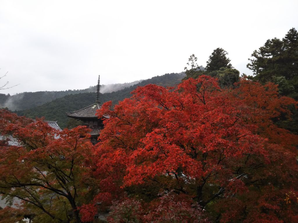 雨の紅葉