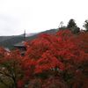 雨の紅葉