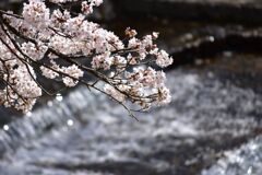 川辺の桜