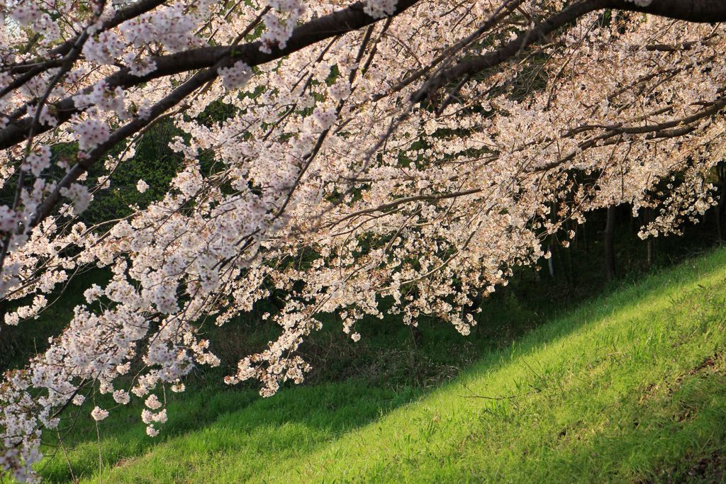 桜咲く3