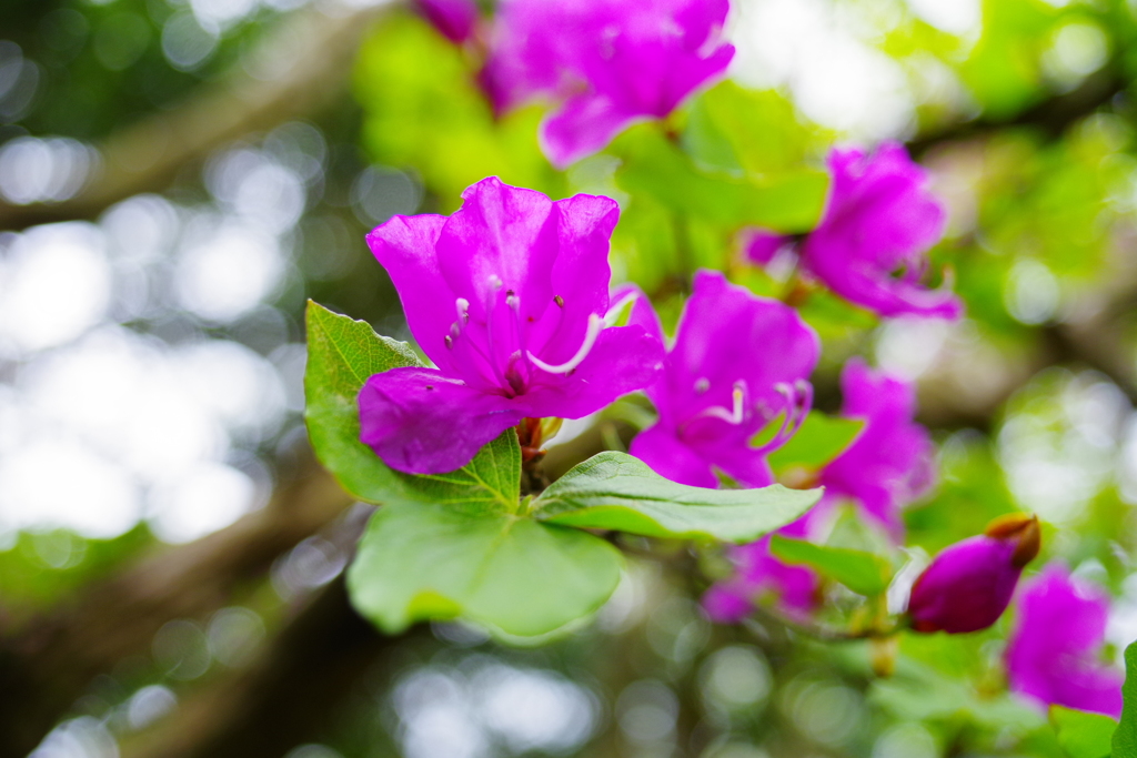 天城山に咲く花