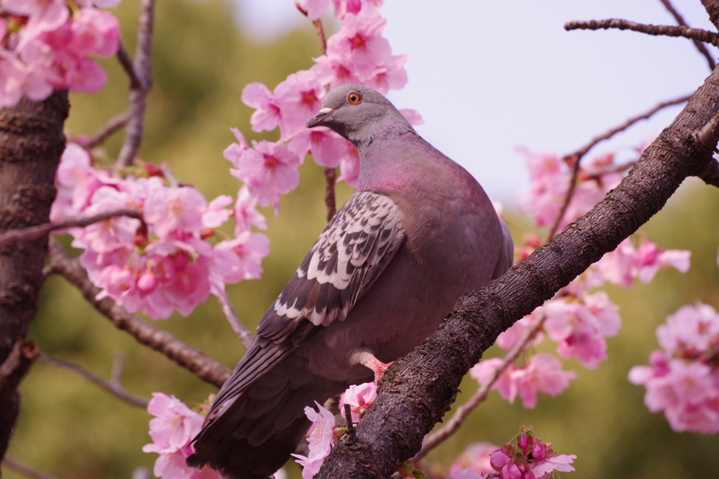 桜に鳩