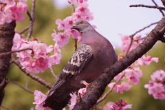 桜に鳩