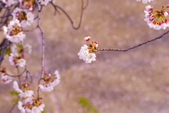 私に一番近い桜