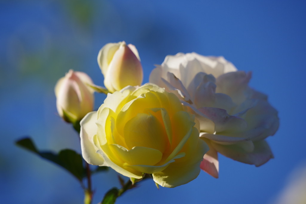 幸せの黄色い薔薇
