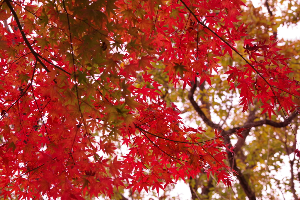紅葉