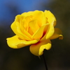情熱の黄色い薔薇