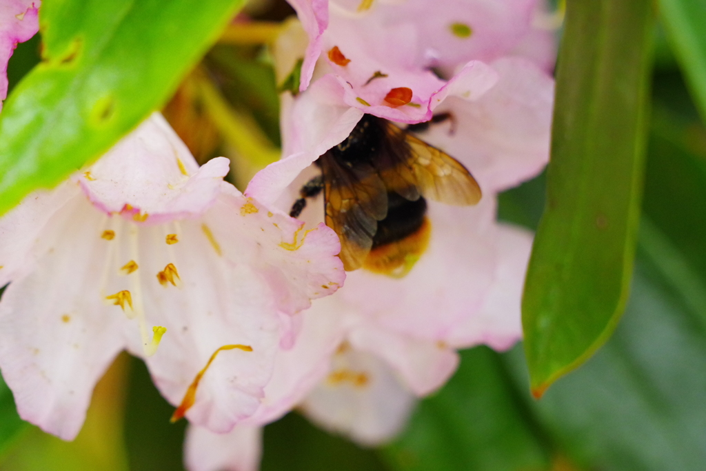 天城石楠花でお食事中のBee 