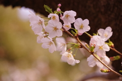 みずみずしい桜
