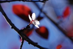 季節はずれの桜