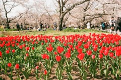 お花見の公園２