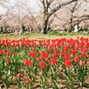 お花見の公園２