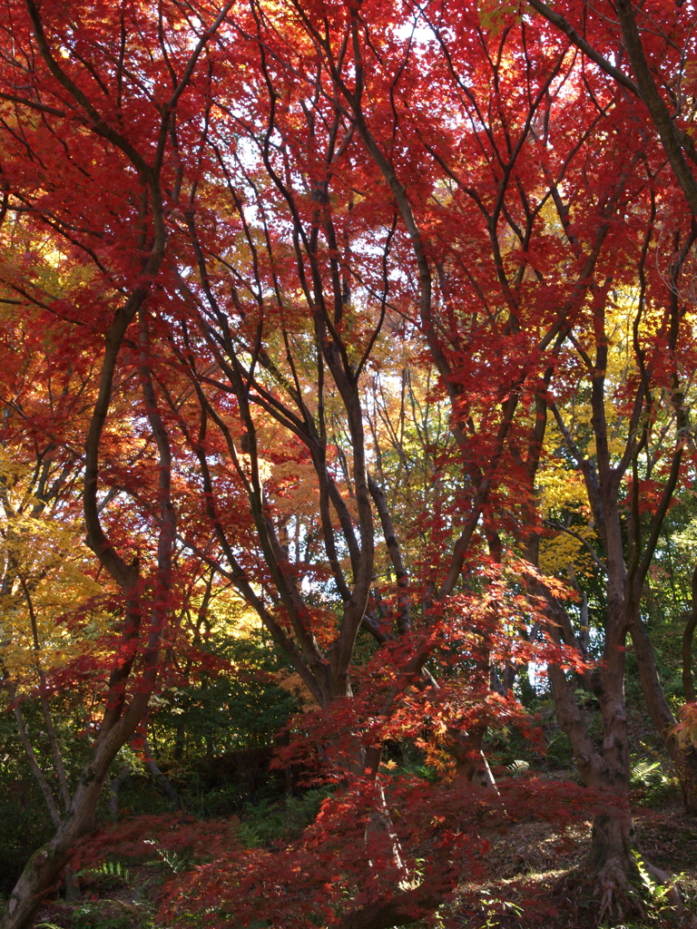 紅葉の滝登り