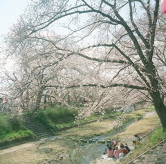 玉川の桜