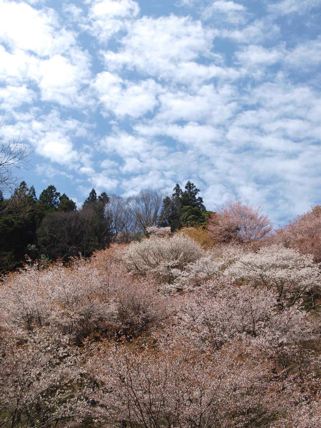 2024吉野山10