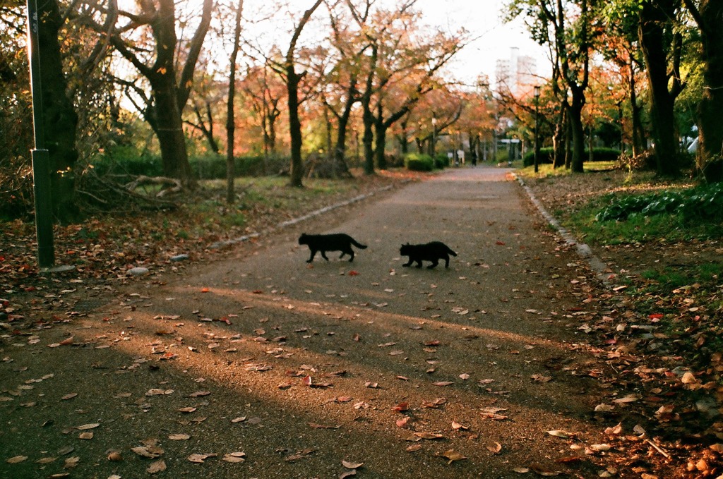 晩秋の大阪城公園４