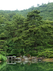 深緑の頃（栗林公園）