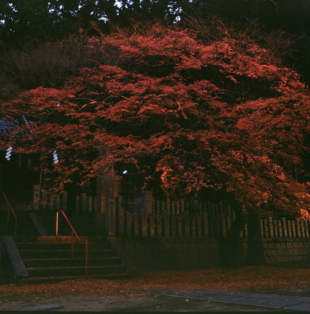 夕映の紅葉