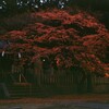 夕映の紅葉