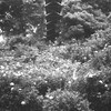 吊り橋下の紫陽花