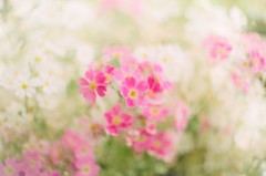 桜草