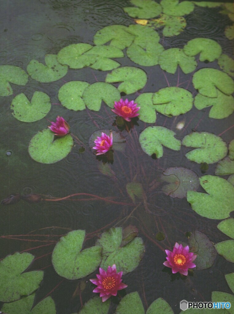私市植物園3