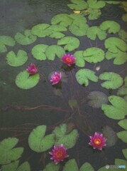 私市植物園3