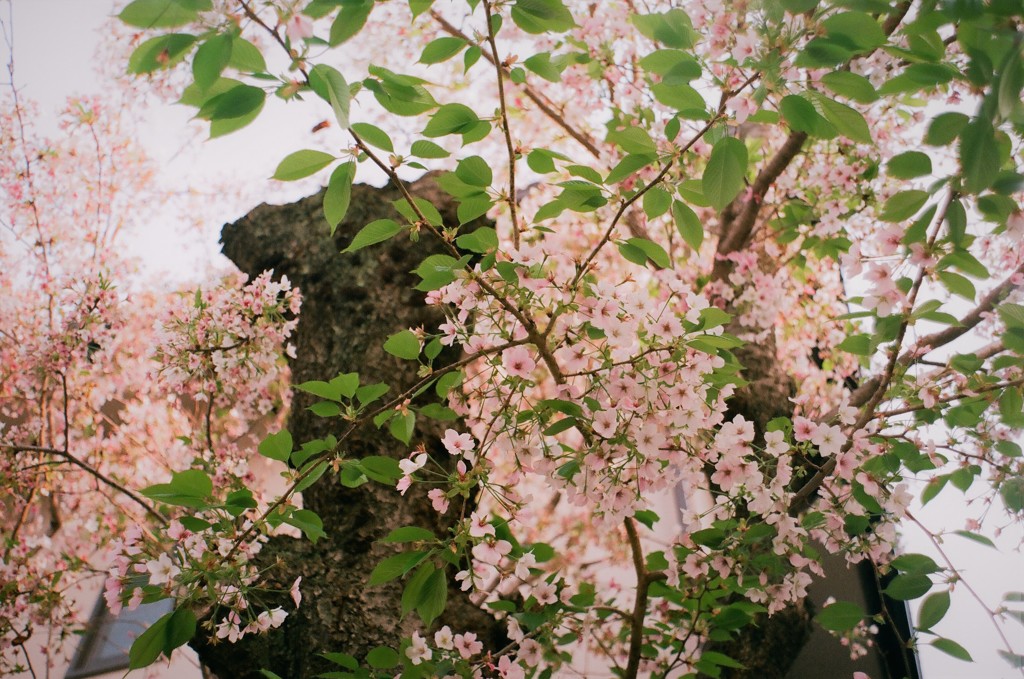 可憐な葉桜