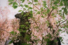 可憐な葉桜