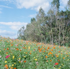 カラフル秋桜