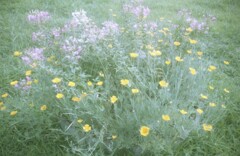 さよなら夏の花2