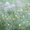 さよなら夏の花2