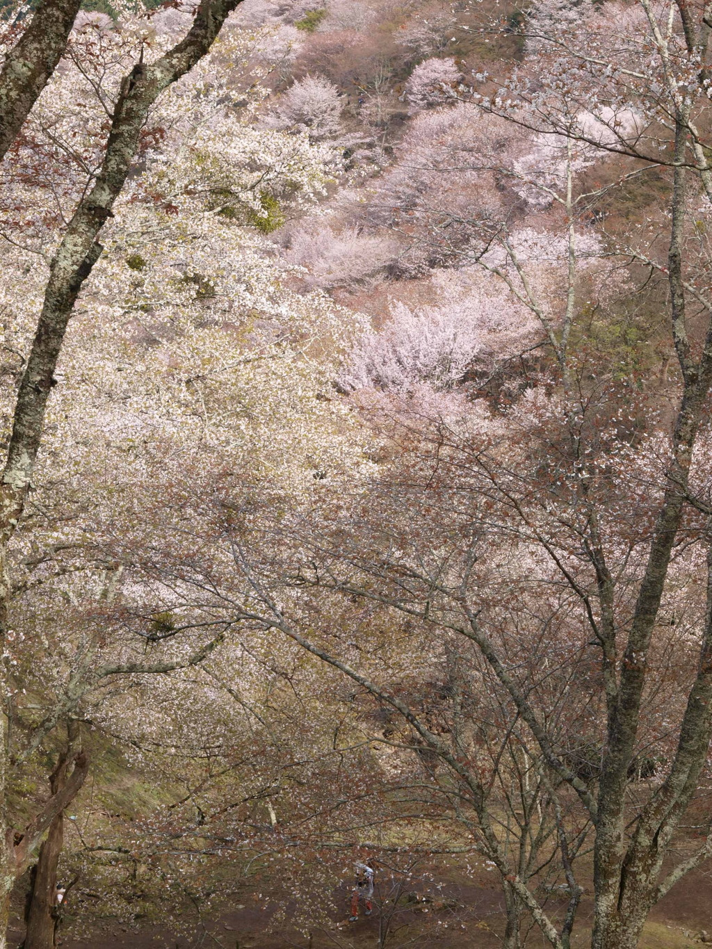 2024吉野山6