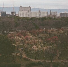 朝の散歩