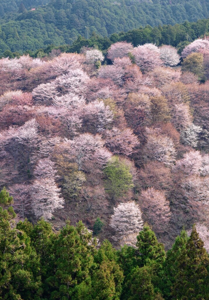 2024吉野山3