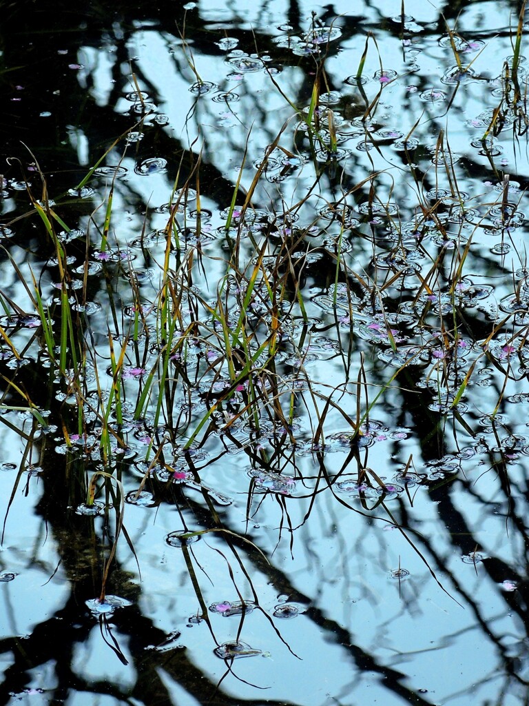 水面の花びら