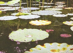 私市植物園2