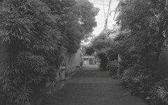 鬱蒼とした路地
