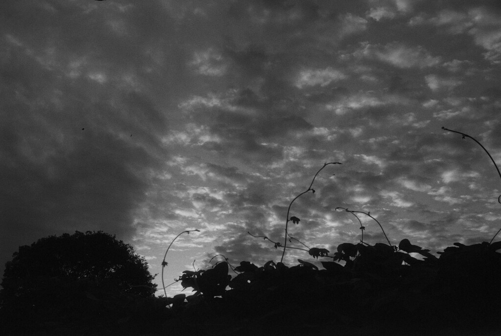 朝日に輝く鱗雲